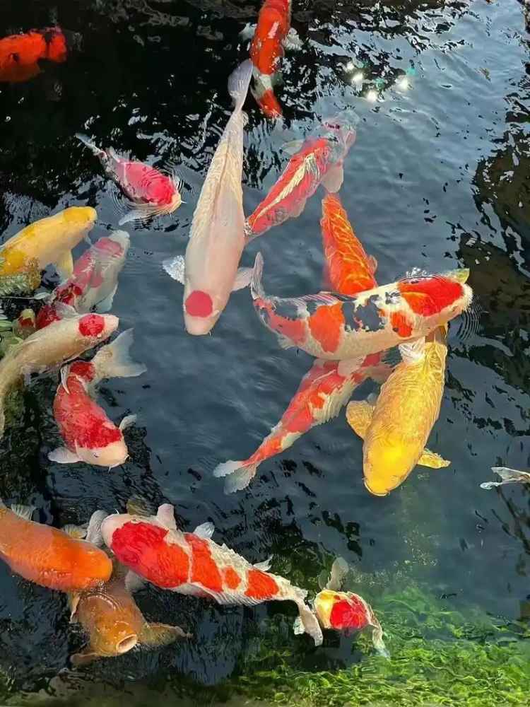 Good Luck Koi